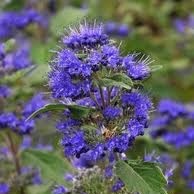 Caryopteris clando. 'Grand Blue'® Angol kékszakáll