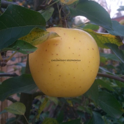 Golden delicious - Alma