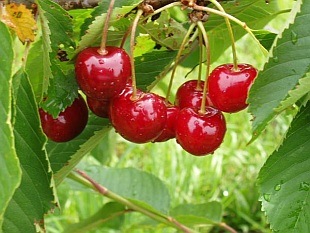 🍒 Stella Cseresznye - A Megbízható Öntermékeny Klasszikus