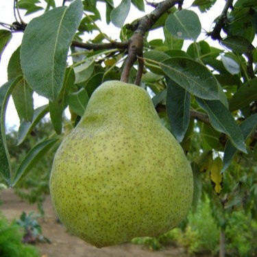 Packham's Triump körte