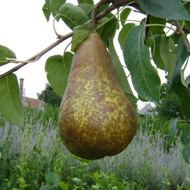 Bosc kobak - Alexander körte