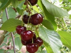 🍒Érdi jubileum meggy