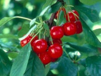 🍒Meteor korai meggy