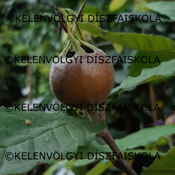 Naspolya 'Szentesi Rózsa'