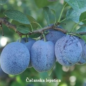 Cacanska lepotica szilva