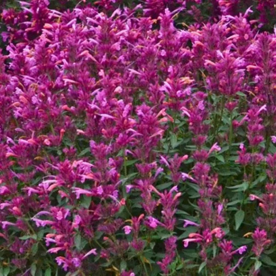 Agastache 'Rosie Posie'® - Ánizsmenta vagy izsópfű hibrid