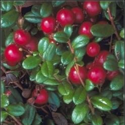 Vaccinium 'Miss Cherry' Vörös áfonya