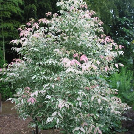 Acer negundo 'Flamingo' - Flamingó zöld juhar