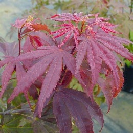 Acer palmatum 'Atropurpureum' Japán juhar