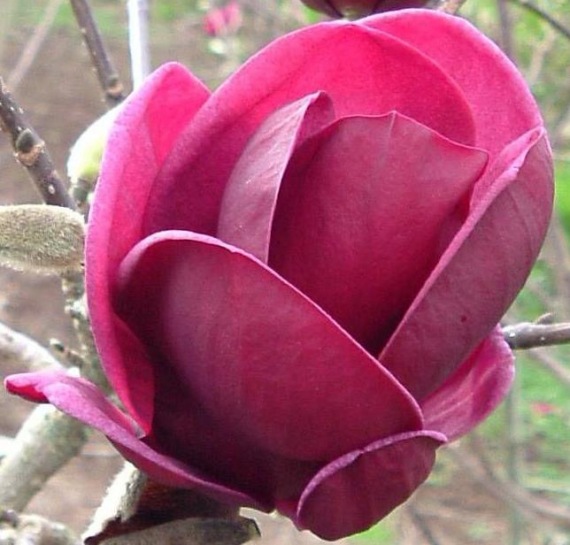 Magnolia 'Genie'- Oltvány törpe liliomfa