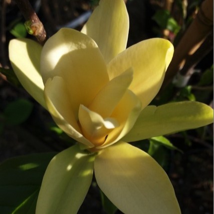 Magnolia 'Elisabeth' - Oltvány liliomfa