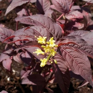 Diervilla 'Diva' Sárgalonc