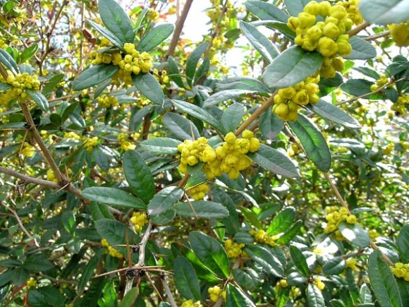 Berberis julianae Júlia borbolya