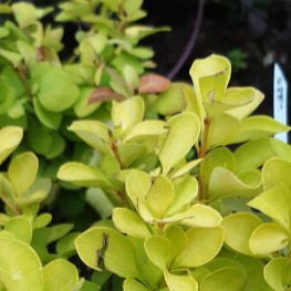 Berberis thunbergii 'Maria' japán borbolya