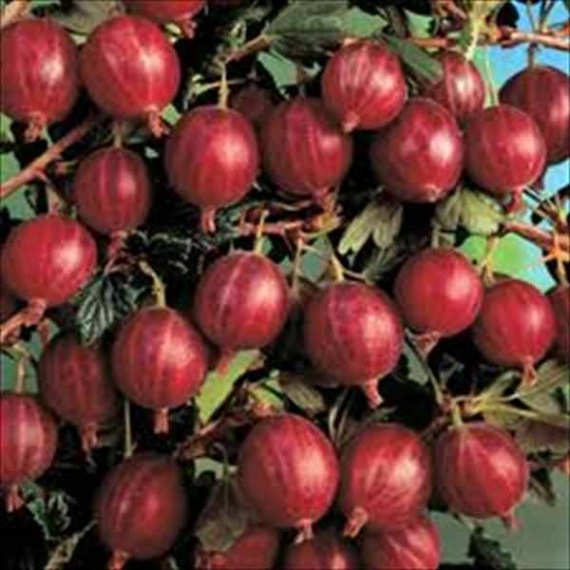 Ribes grossularia 'HINNOMÄKI ROT' – Rezisztens Piros Egres