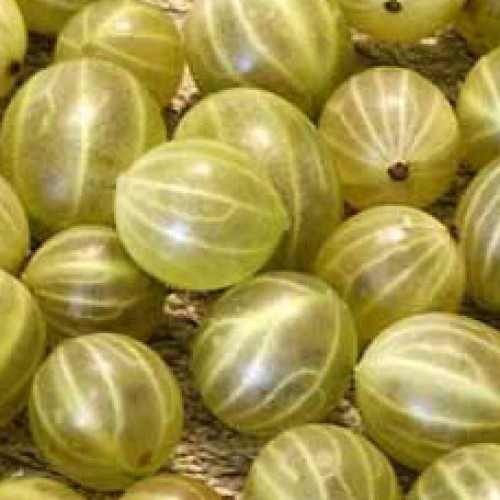 Ribes grossularia 'HINNOMAKI' REZISZTENS EGRES