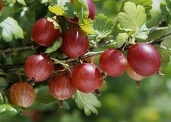Ribes grossularia 'CAPTIVATOR' REZISZTENS PIROS EGRES