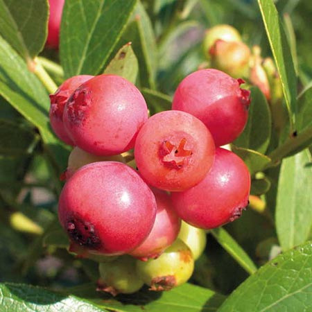 Vaccinium 'Pink Lemonade' – A Rózsaszín Áfonya