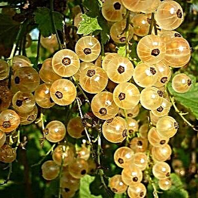 Ribes rubrum 'Biely versaillský' Fehér Versailles