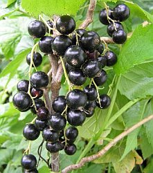 Ribes nigrum 'Fertődi 1' - Fekete Ribiszke