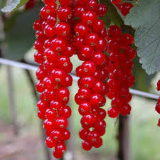 Ribes rubrum 'Jonkheer van Tets' - Piros ribizli