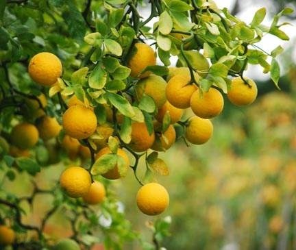 Citrus triptera - Vadcitrom