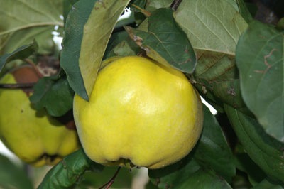 KONSTANTINÁPOLYI BIRS