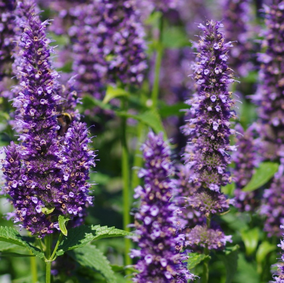 Agastache 'Black Adder'® - Ánizsmenta vagy izsópfű hibrid