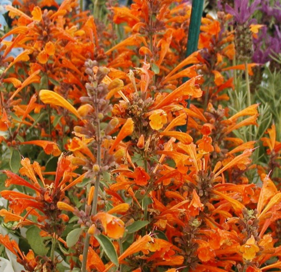 Agastache 'Firebird'® - Ánizsmenta vagy izsópfű hibrid