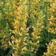 Agastache 'Kudos Yellow'® - Ánizsmenta vagy izsópfű hibrid