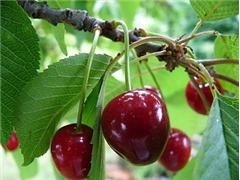 🍒 Germersdorfi 3 Cseresznye - A Legbővebben Termő, Ropogós Klón