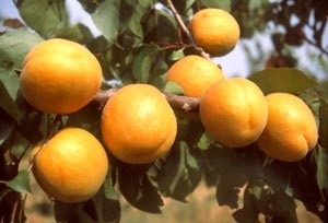 🍑Bergeron sárgabarack