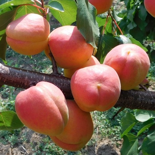 🍑Farbuz sárgabarack