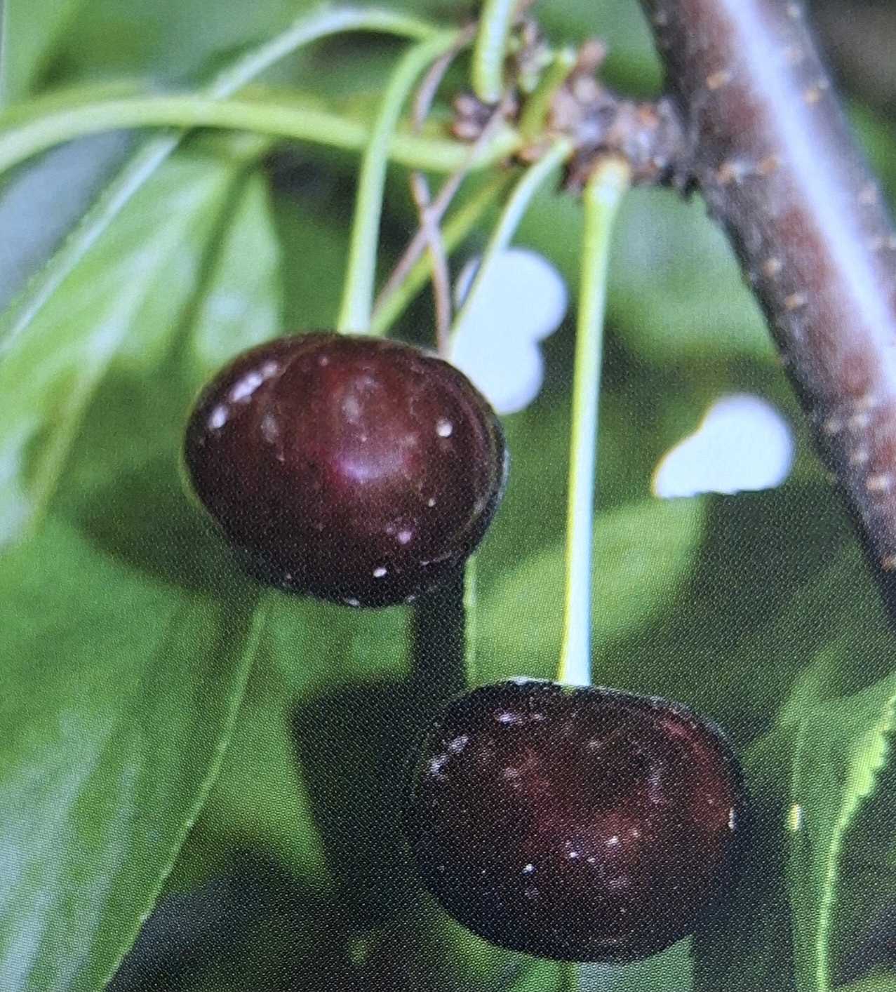 🍒ÉRDI NAGYGYÜMÖLCSŰ MEGGY