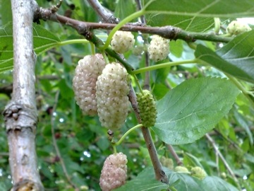 MORUS 'ELDORÁDÓ' Fehér termésű eperfa