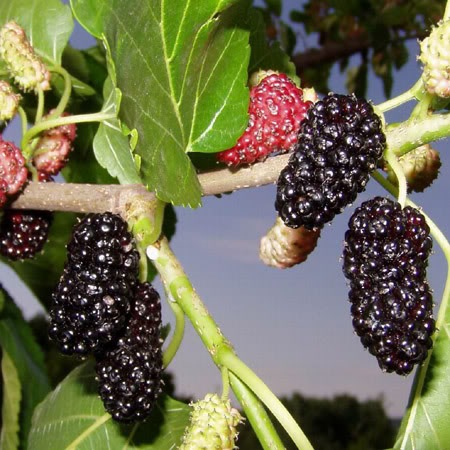 MORUS 'SZICÍLIAI' - Fekete termésű eperfa