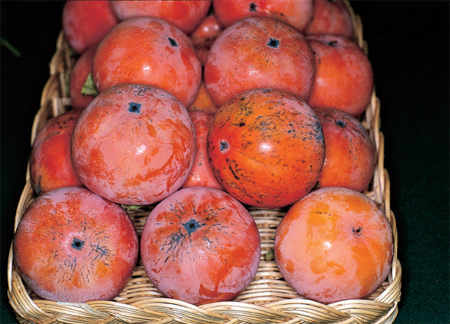 DIOSPYROS 'RAGNO' - Datolyaszilva