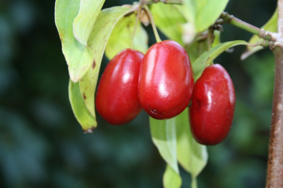 CORNUS 'SHUMEN' - Húsos som