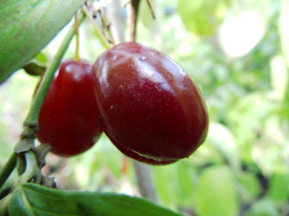 CORNUS 'PANCHAREVO' - Húsos som