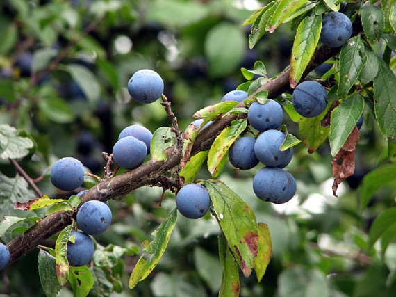 PRUNUS SPINOSA - Kökény