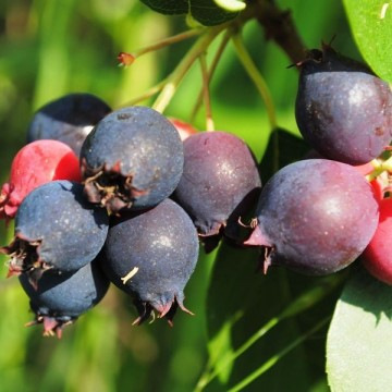 Mézalmácska, fanyarka - Amelanchier alnifolia 'Martin'