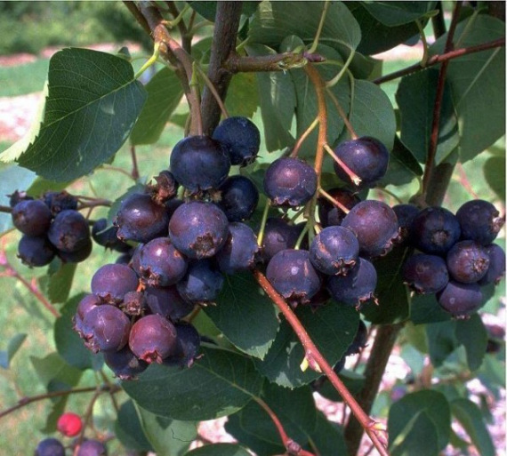 Kanadai Mézalmácska - Amelanchier canadensis 'Prince William'