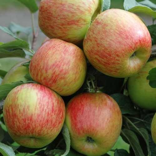 Braeburn alma