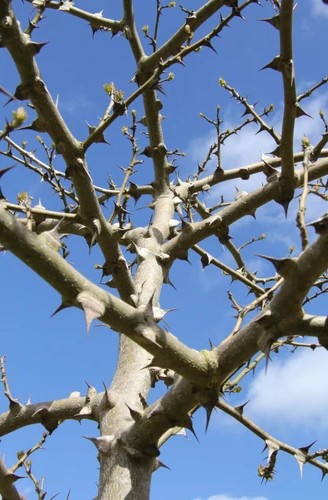 Zanthoxylum simulans - Szecsuáni bors