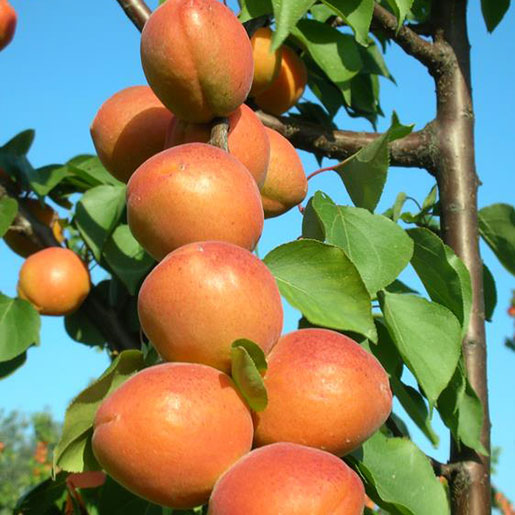 🍑Farbaly sárgabarack