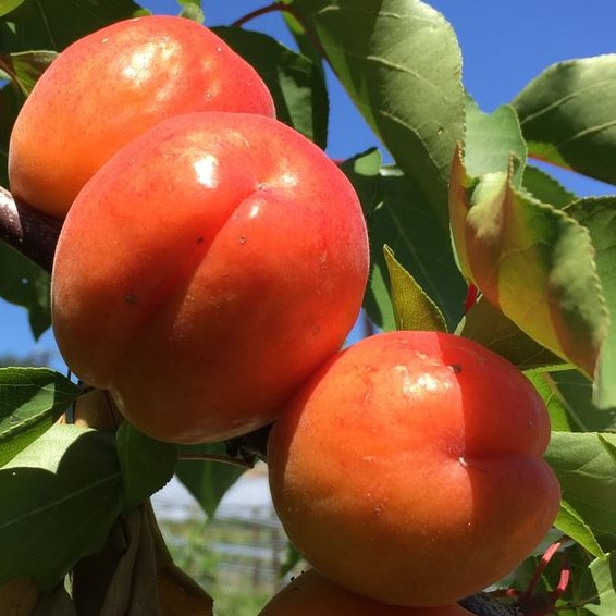 🍑Mia kajszibarack