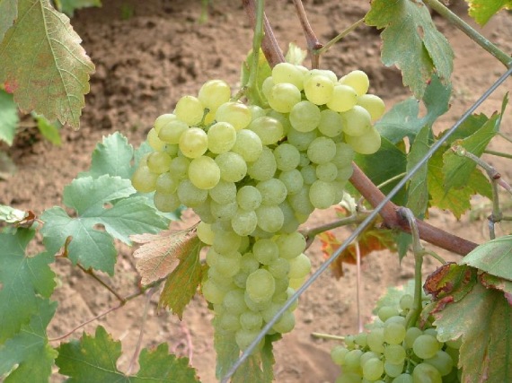 Belgrádi Magvatlan Csemegeszőlő