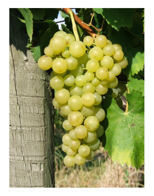 Csaba Gyöngye - Muskotályos Csemegeszőlő