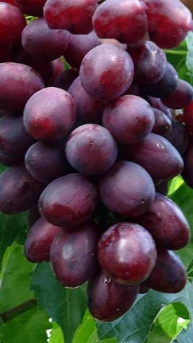 Dunav (Dunavszka Lazúr) - Csemegeszőlő