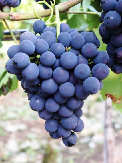 Eszter – A Rezisztens Kék Csemegeszőlő